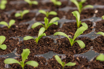 Lettuce seedlings, small to medium size, good root system, beautiful leaves. strong seedlings ready to grow in the pit tray and in the ground