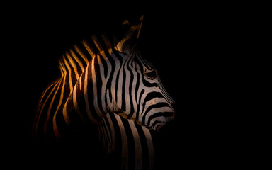 Picture of a black and white version of a zebra.
