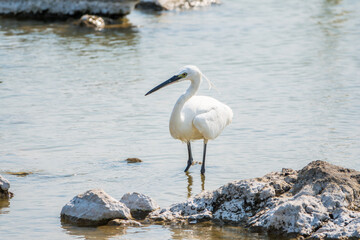 The small white heron or Little egret stands in the lake