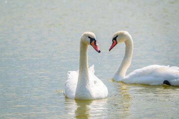 Two Graceful white Swans swimming in the lake, swans in the wild