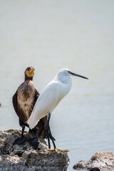 Small white heron, or Little egret, Egretta garzetta, and Great cormorant, Phalacrocorax carbo, sitting on a cliff and looking for fish in shallow water