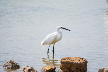 The small white heron or Little egret stands in the lake