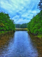 Fototapeta premium river in the forest