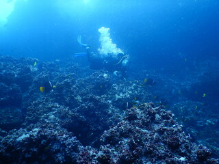 buzo biólogo marino