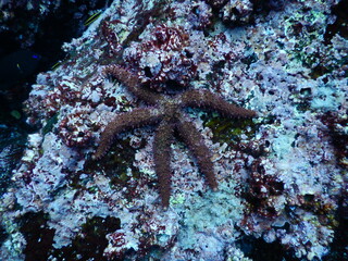 Estrella de mar de galapagos