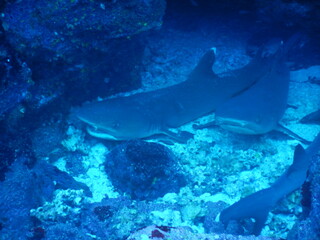 TIBURON PUNTA BLANCA