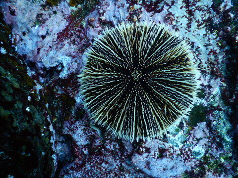erizo blanco de galapagos
