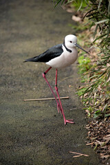 the stilt has long thin pink legs so it can wade in shallow water to get food