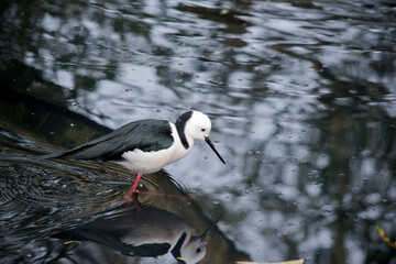 the black winged stilt is a black and white waterbird  it has long thin legs to wade in shallow water
