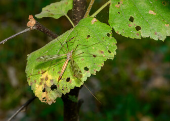 An insect with long legs, resembling a mosquito on a shrub branch