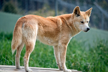 the golden dingo is tan in color with a white snout and black nose - Powered by Adobe