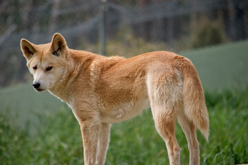 Naklejka na ściany i meble the golden dingo is tan in color with a thick furry tail, it has a white snout and black nose