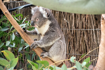 the koala is eating eucalpytus tree