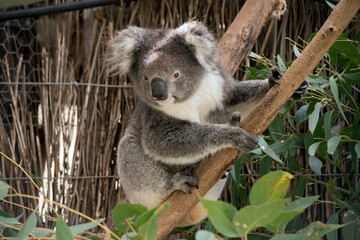 the koala is climbing up a tree
