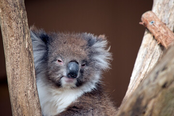 the koala has grey and tan fur with a big black nose and white fluffy ears