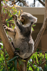 the koala is mainly grey and has a white stomach and fluffy ears
