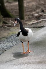 the magpie goose is looking for pellets that the tourist leave on the ground