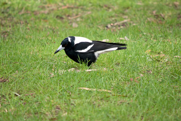 the magpie is a white and black bird