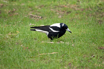 the magpie is a white and black bird