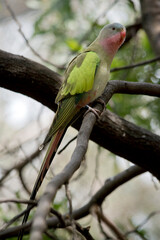 the princess parrot has a light blue head pink cheeks and chin and pink beak a cream belly and green wings