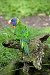 the rainbow lorikeet is perched on a dead log with its back facing the camera