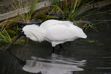 the royal spoonbill is a large white water bird with a black bill that resembles a large spoon