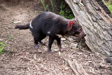 the Tasmanian devil looks similar to a dog, it is extremely vicious