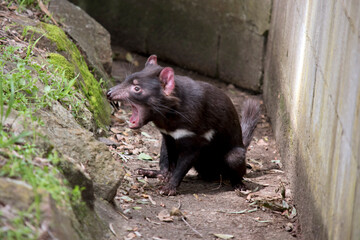 this is a side view of a Tasmanian devil with its mouth open