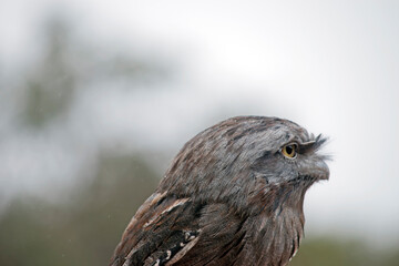 this is a close up of a tawny frogmouth