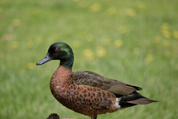 the male teal duck has a green head and brown and black body