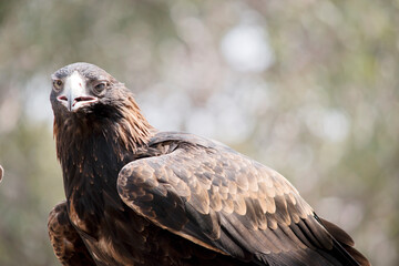this is a close up of a wedge tail eagle. He has brown eyes and a white beak with a bit of grey at the end.