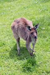 Naklejka na ściany i meble the western grey kangaroo is light brown with a white chest