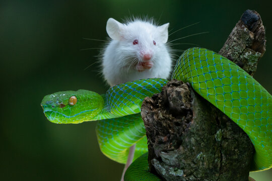 A white mouse mus musculus standing on a female barat's bamboo pit viper Trimeresurus popeia barati with bokeh background 