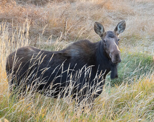cow moose in tall grass