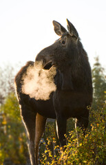 Moose on a cold morning