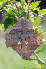 Big Poplar Sphinx Moths (Pachysphinx occidentalis) mating