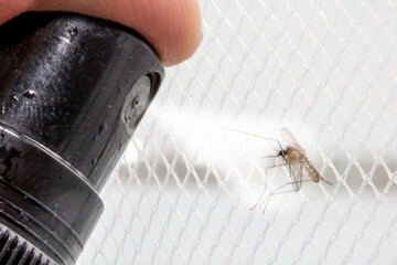 Spraying aerosol on the mosquito sitting on the net., closeup.Insecticide with a hand sprayer using for kill mosquito at home. - obrazy, fototapety, plakaty