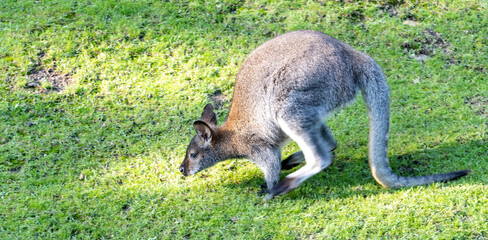 A kangaroo, red-necked wallaby (Notamacropus rufogriseus) jumping on a green meadow © milkovasa