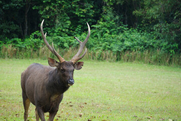 A young beautiful horned deer is grazing the green grass and feeding on the pasture, a wildlife animal in environmental ecology, the outdoor landscape at the natural national park grassland.