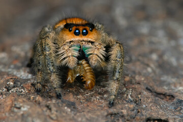 Unique Female Regal jumper phidippus regius eating worm on the ground with bokeh background 