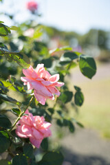 バラの待ち受け