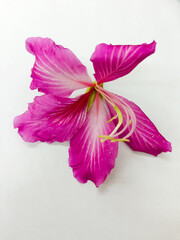 The Hongkong orchid Bauhinia blakeana flower on the white background