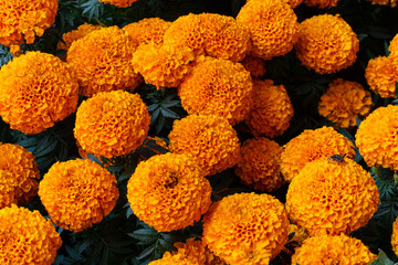 Cempas&uacute;chil Mexicano