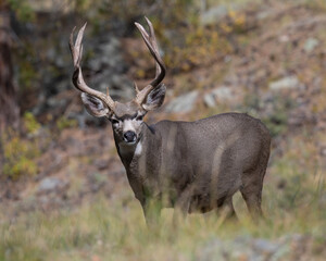 Mule Deer Buck