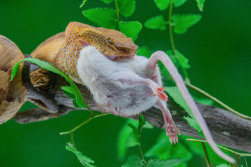 Yellow female flat nosed pit viper Craspedocephalus or Trimeresurus puniceus swallowing a white mouse