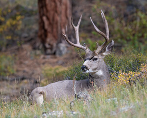 Mule Deer Buck