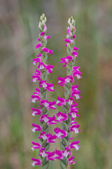 Obraz premium Austral Ladies' Tresses or Pink Spiral Orchid (Spiranthes australis) - endemic to eastern Australia