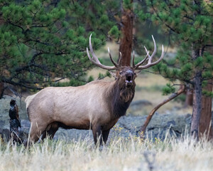 Naklejka na ściany i meble Bull Elk during the breeding season