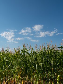 Field with Corn Stalks Topped with Tassels with Blue Sky and White Clouds Above