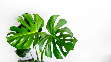 Zelfklevend Fotobehang Monstera green plant isolated on white background